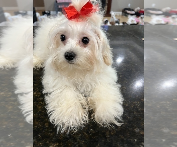 Medium Photo #1 Maltese-Poodle (Toy) Mix Puppy For Sale in SARASOTA, FL, USA