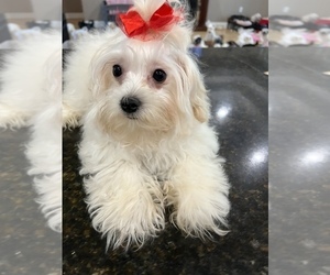 Maltese-Poodle (Toy) Mix Puppy for Sale in SARASOTA, Florida USA