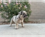 Puppy Galette French Bulldog