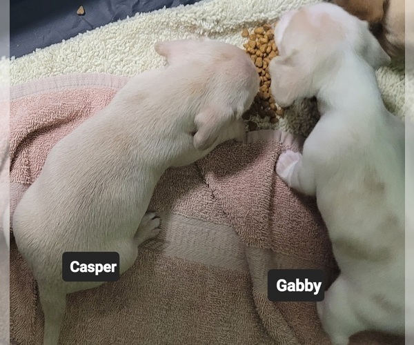 Medium Photo #8 Dachshund Puppy For Sale in SALISBURY, NC, USA