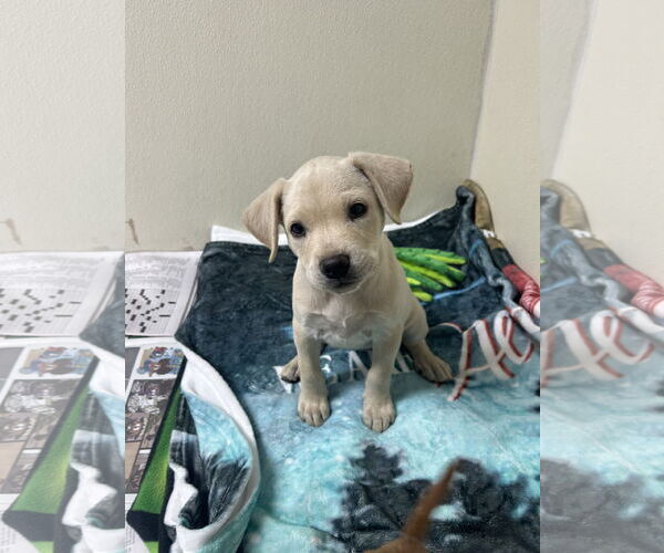 Medium Photo #1 Rhodesian Ridgeback-Unknown Mix Puppy For Sale in Fenton, MO, USA