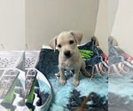 Small Rhodesian Ridgeback Mix
