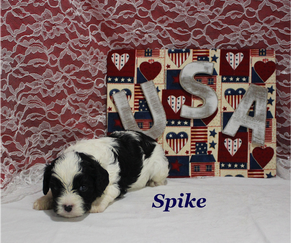 Medium Photo #9 Cavapoo Puppy For Sale in CHANUTE, KS, USA