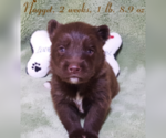 Small Photo #30 Pomsky Puppy For Sale in RAMONA, CA, USA