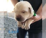 Small Photo #2 Labrador Retriever Puppy For Sale in WILTON, CA, USA