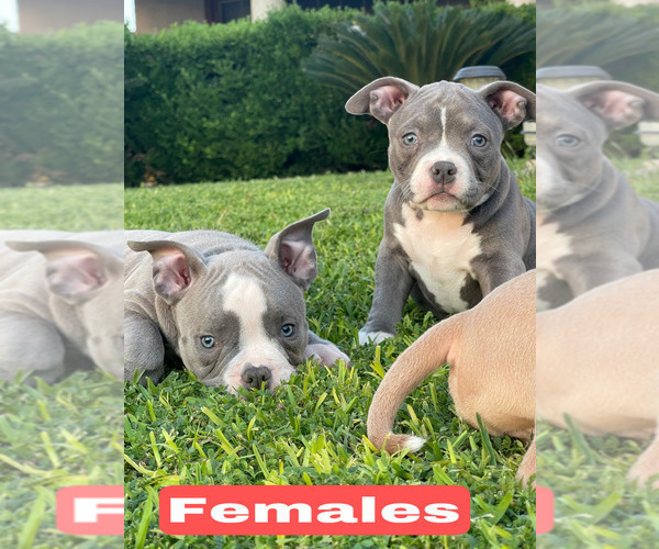 Medium Photo #7 American Bully Puppy For Sale in BAKERSFIELD, CA, USA