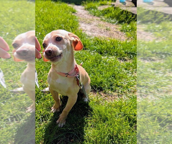 Medium Photo #2 Chiweenie Puppy For Sale in Springdale, PA, USA