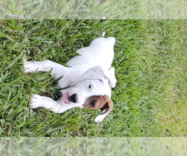 Medium Photo #14 Beagle-Unknown Mix Puppy For Sale in Hinton, WV, USA