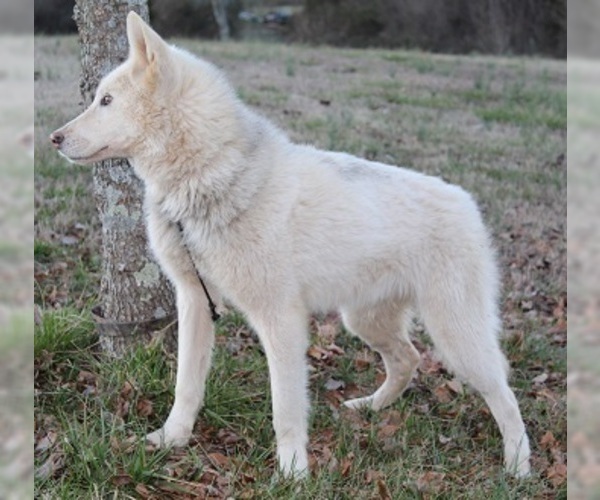 Medium Photo #4 Wolf Hybrid Puppy For Sale in POWELL, TN, USA