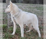 Small Photo #4 Wolf Hybrid Puppy For Sale in POWELL, TN, USA