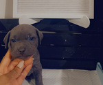Puppy Denver Cane Corso