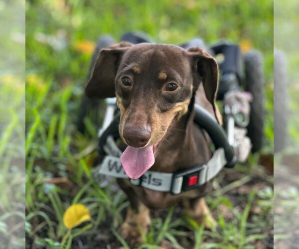 Medium Photo #5 Dachshund Puppy For Sale in Weston, FL, USA