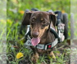 Small #4 Dachshund