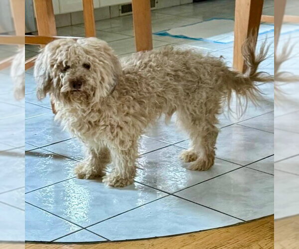 Medium Photo #2 Havanese-Unknown Mix Puppy For Sale in Canton, CT, USA