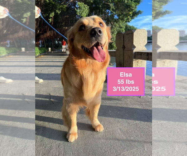 Medium Photo #2 Golden Retriever Puppy For Sale in West Hollywood, CA, USA