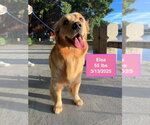 Small #1 Golden Retriever