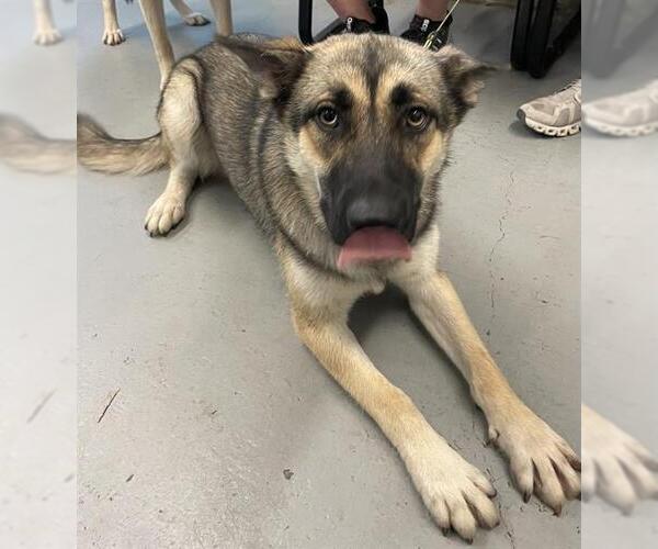 Medium Photo #1 German Shepherd Dog-Unknown Mix Puppy For Sale in Waco, TX, USA