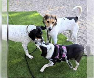 COURTESY POST Harry - Male Boglen Terrier Dog for Adoption - Photo #2