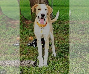 Mutt Dogs for adoption in Boonton, NJ, USA