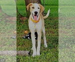 Small Photo #1 Mutt Puppy For Sale in Boonton, NJ, USA