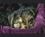 Small Photo #7 Airedale Terrier Puppy For Sale in OLEAN, NY, USA