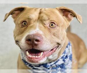 American Pit Bull Terrier Dogs for adoption in Fort Collins, CO, USA