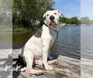 American Pit Bull Terrier-Unknown Mix Dogs for adoption in Germantown, OH, USA