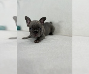 French Bulldog Puppy for sale in SACRAMENTO, CA, USA