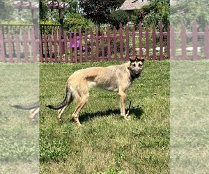 Belgian Tervuren-Irish Wolfhound Mix Dogs for adoption in CEDAR FALLS, IA, USA