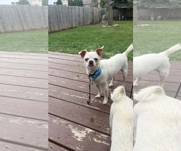 Medium Photo #5 Chihuahua-Unknown Mix Puppy For Sale in New London, WI, USA