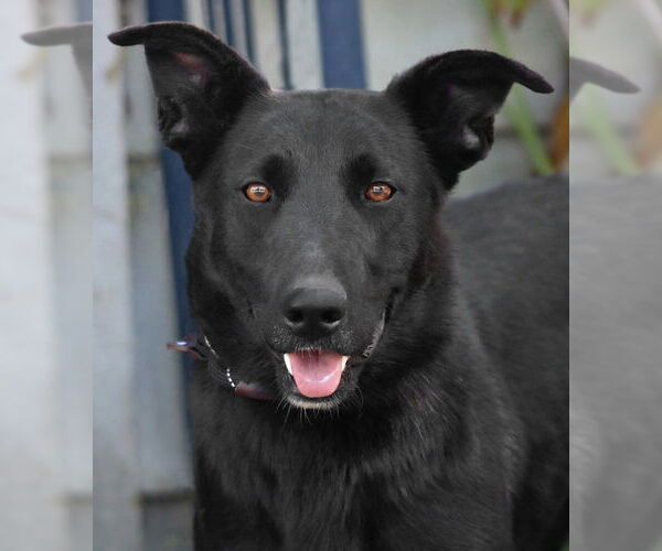 Medium Photo #1 Border Collie-Unknown Mix Puppy For Sale in Lake Forest, CA, USA