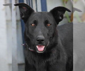 Border Collie-Unknown Mix Dogs for adoption in Lake Forest, CA, USA