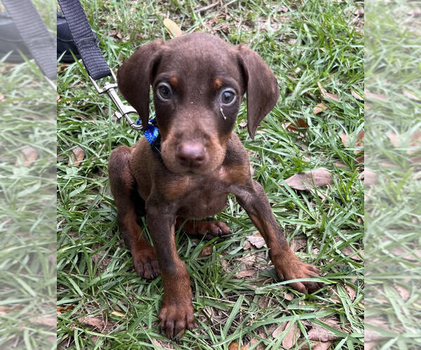 Medium Photo #1 Doberman Pinscher Puppy For Sale in TAMPA, FL, USA