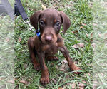 Small Photo #1 Doberman Pinscher Puppy For Sale in TAMPA, FL, USA