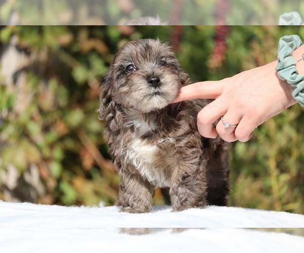 Medium Photo #35 ShihPoo Puppy For Sale in DYERSBURG, TN, USA