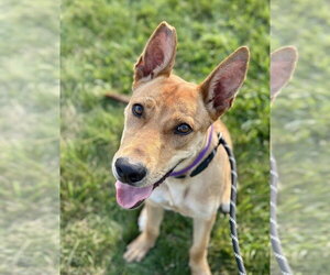 Fievel SCAS - Male Basenji-Unknown Mix Dog for Adoption - Photo #3