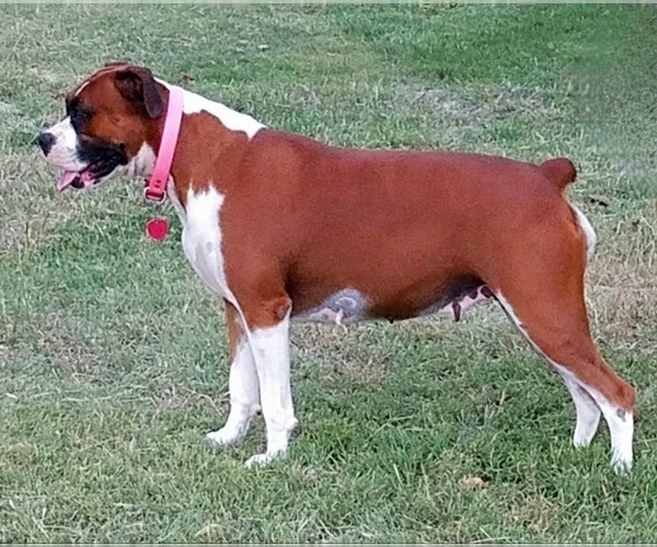 Medium Photo #1 Boxer Puppy For Sale in SLATON, TX, USA