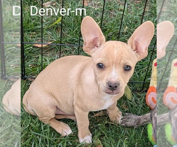 Medium Photo #7 Chihuahua-Rhodesian Ridgeback Mix Puppy For Sale in San Bernardino, CA, USA