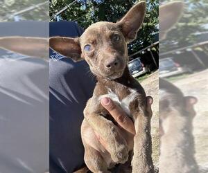 Miniature Schnauzer-Unknown Mix Dogs for adoption in Houston, TX, USA