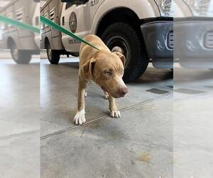American Pit Bull Terrier-Labrador Retriever Mix Dogs for adoption in Pearland, TX, USA