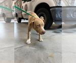 Small American Pit Bull Terrier-Labrador Retriever Mix