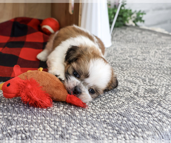 Medium Photo #6 Shih Tzu Puppy For Sale in SYRACUSE, IN, USA