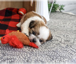 Joey - Male Shih Tzu Puppy for Sale - Photo #6