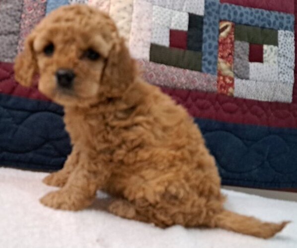 Medium Photo #7 Cock-A-Poo Puppy For Sale in PELHAM, NH, USA