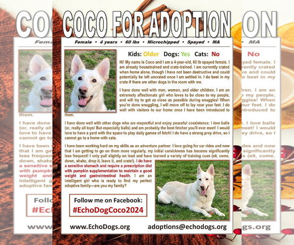 Medium Photo #3 - Mix Puppy For Sale in Hoffman Estates, IL, USA