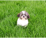 Small #3 Shih Tzu