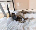 Small #1 German Shepherd Dog-Holland Shepherd Mix