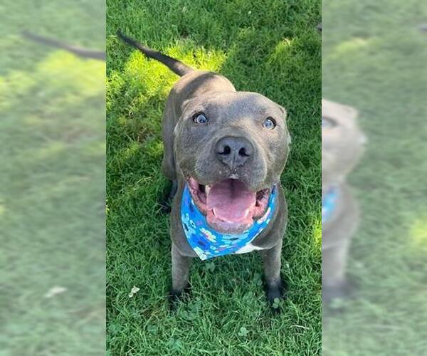 Medium Photo #1 American Pit Bull Terrier Puppy For Sale in Tulsa, OK, USA