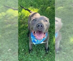 American Pit Bull Terrier Dogs for adoption in Tulsa, OK, USA