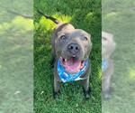 Small American Pit Bull Terrier